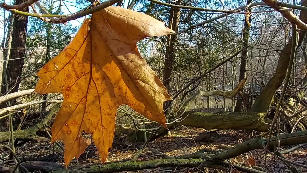 последний оранжевый лист, опадающий осенью, крупный план