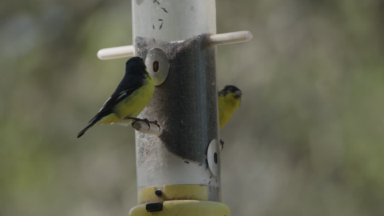Colorful Lesser Goldfinch eating at a bird feeder - Spinus Psaltria