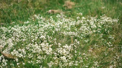 a closeup of of overgrown grass and flowers in an english countryside field