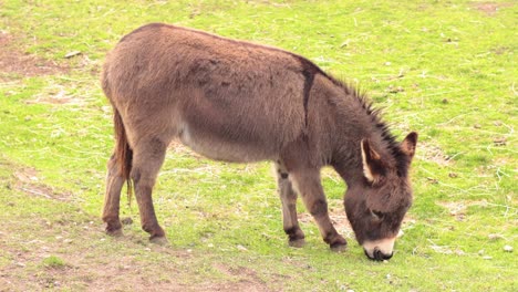 a donkey grazing and exploring a fenced area
