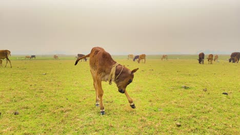 Portrait-shot-of-cow-calf-near-others-on-grass-field-in-Bangladesh