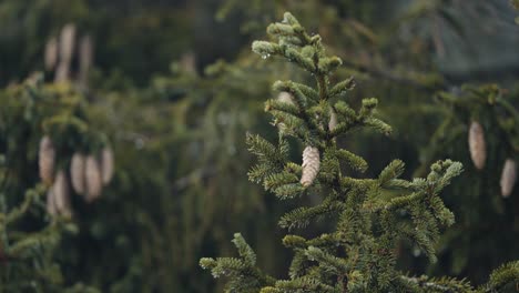 A-close-up-shot-of-the-young-pine-trees