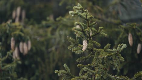 a close-up shot of the young pine trees