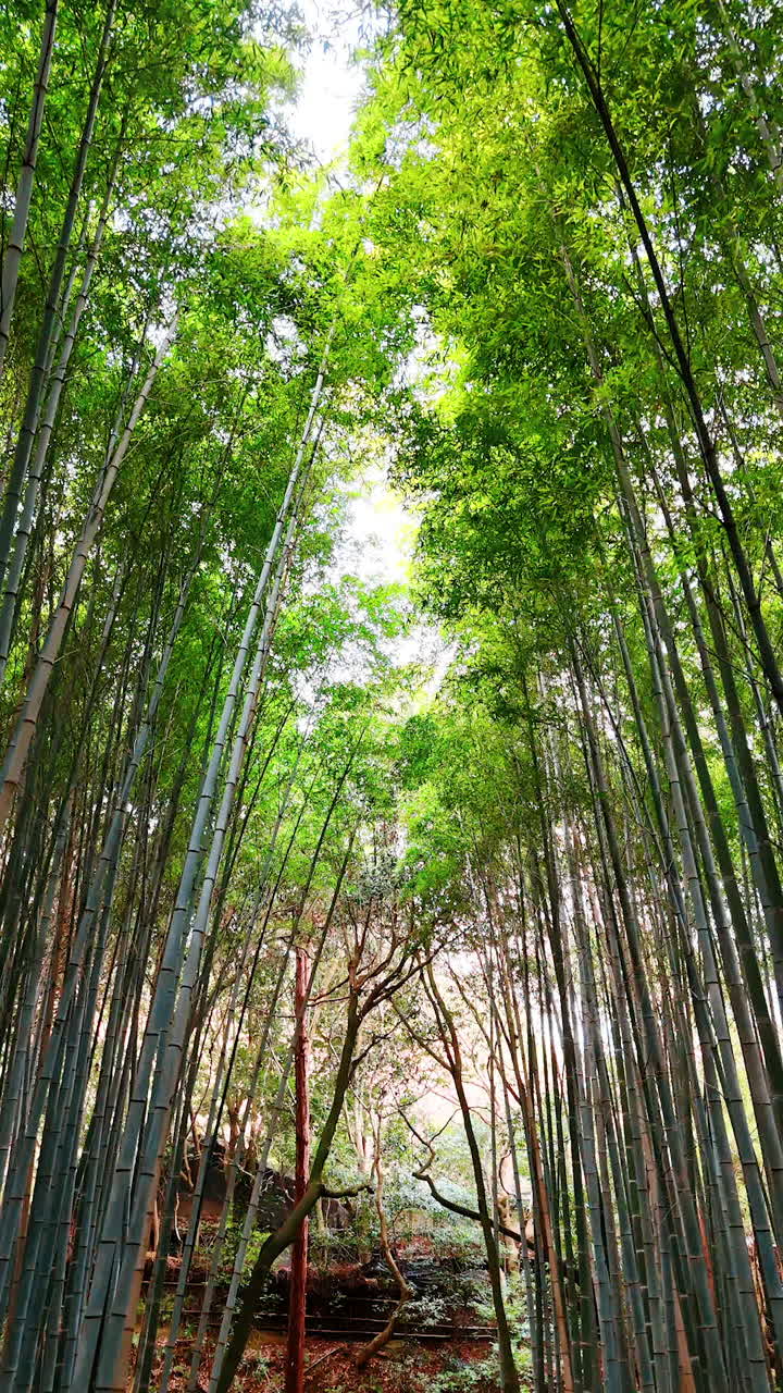 Tall green bamboo trees growing in the forest. Low angle view at the beautiful bamboo thickets. Vertical video.
