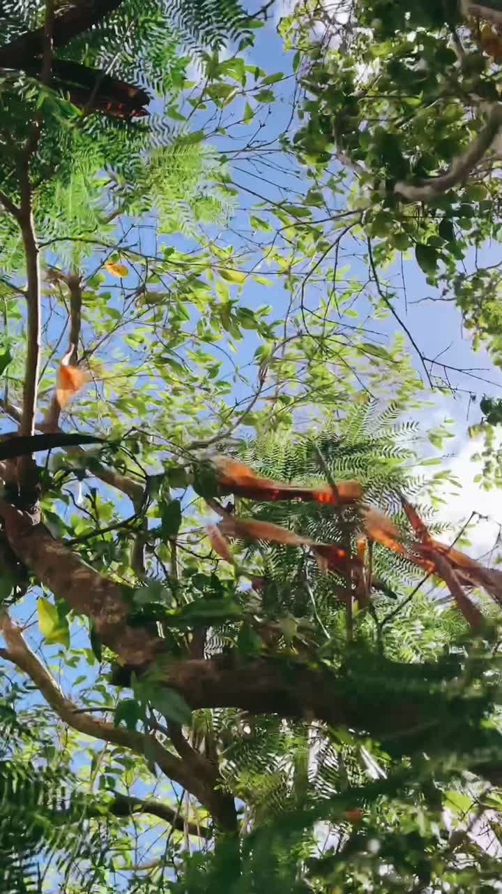 Looking Up at the Canopy of a Lush Tropical Forest