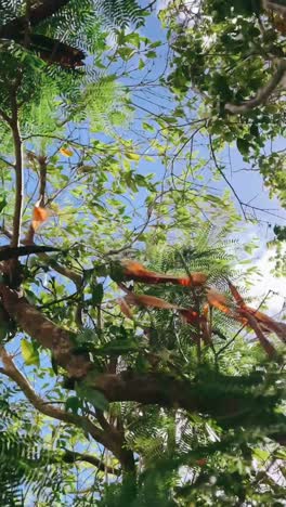 looking up at the canopy of a lush tropical forest