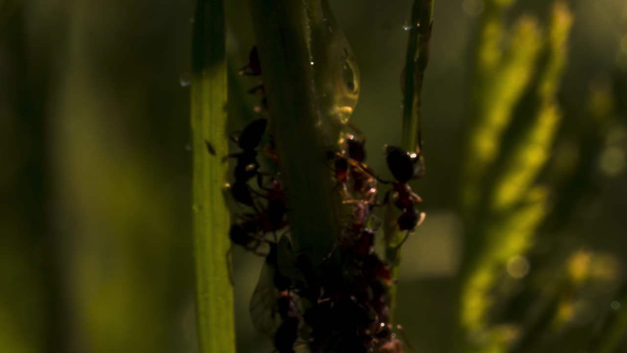 식물 줄기에 있는 개미