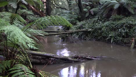 murky river stream with fern blowing in the wind