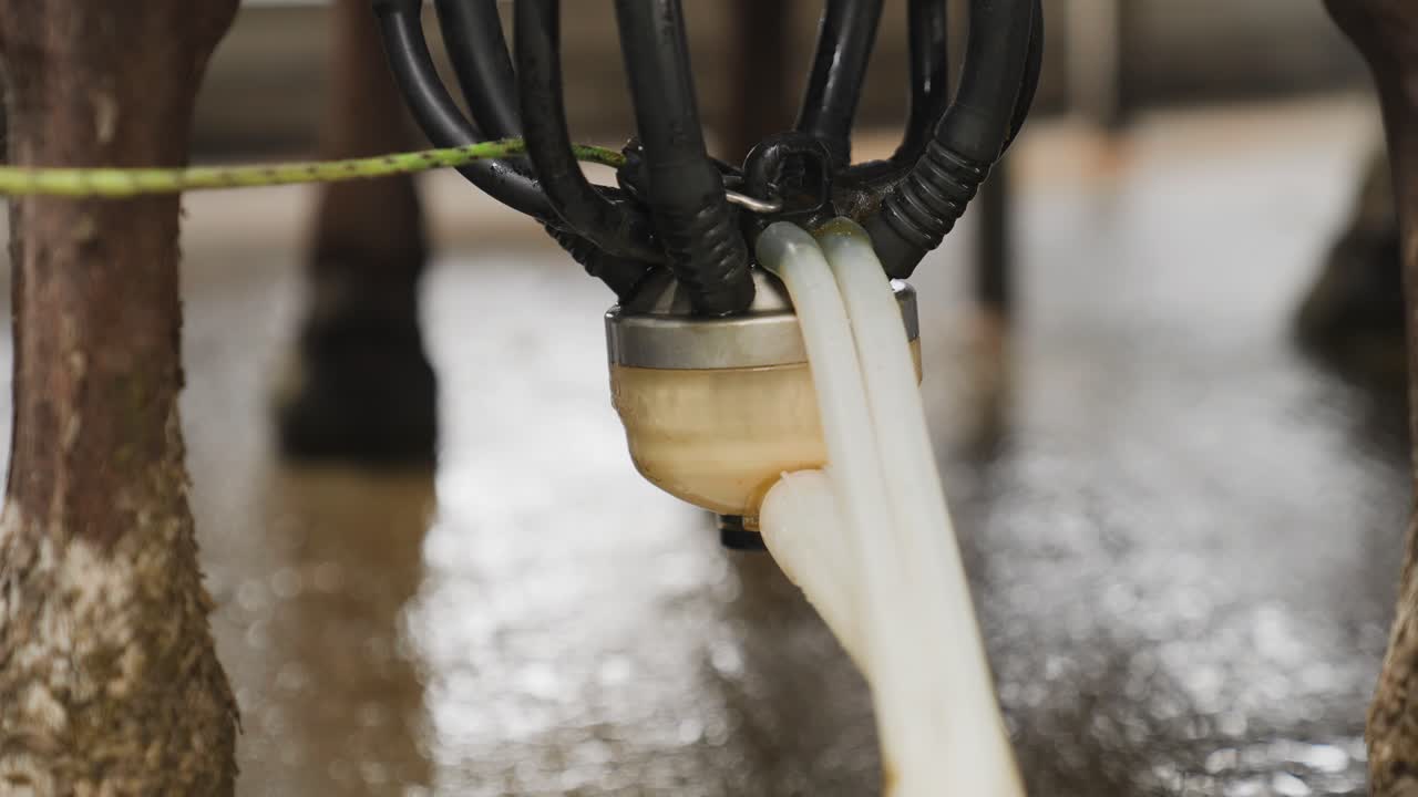 젖소 젖통에서 생 흰 우유를 빨아들이는 진공 펌프, 클로즈업
