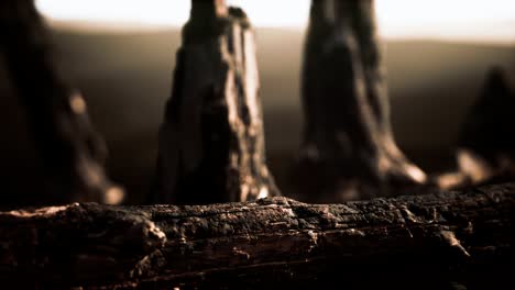 logs and trunks after the forest fire