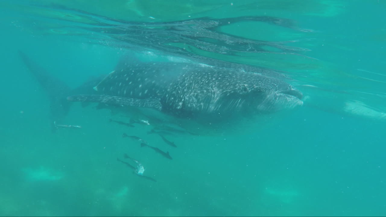 Huge Whale Shark Swimming with a School of Fish at Oslob Cebu, Philippines