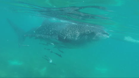 huge whale shark swimming with a school of fish at oslob cebu, philippines