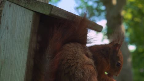 cute red furry squirrel nibbling on a nut in front of nut house closeup