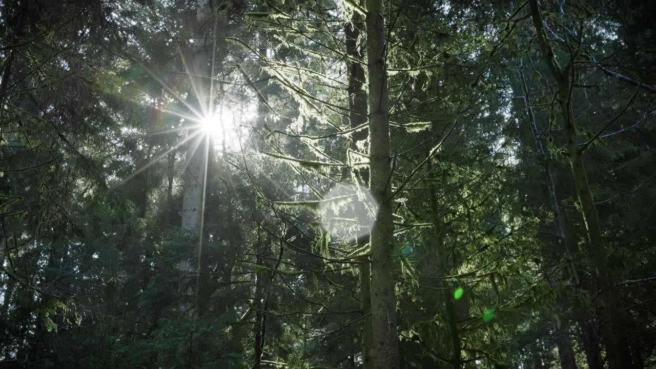 Sun shining through the branches of a green, moss-covered forest. As the sunlight reaches the lens, a sunstar appears across the picture.