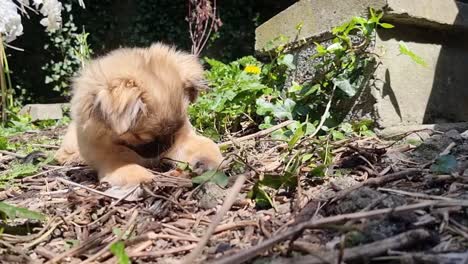 Stilles-Video-Anderer-Engel-Eines-Tibetischen-Spaniels,-Der-Sich-Hinlegt-Und-Mit-Dem-Dreck-Spielt