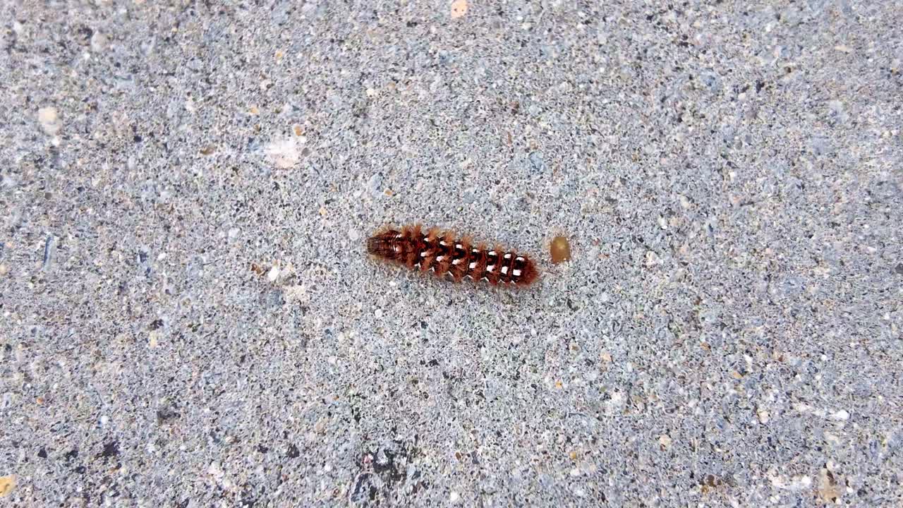 Primo piano di un bruco peloso marrone e bianco, la larva di una falena tigre, che striscia su una superficie di cemento