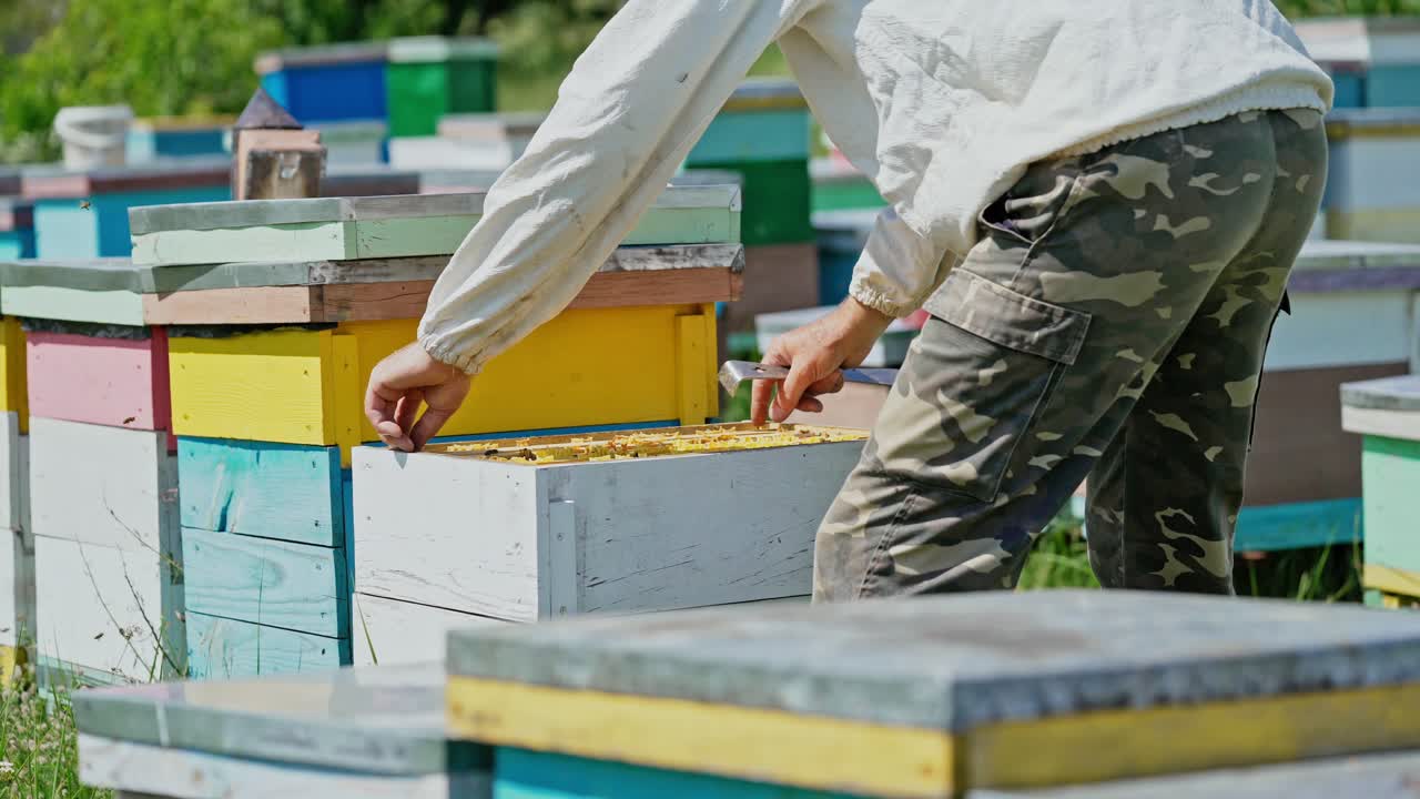 Back view of the apiarist who takes the frame from the hive and examines the honeycomb on the apiary background. Beekeeper working in summer with the honeycombs.