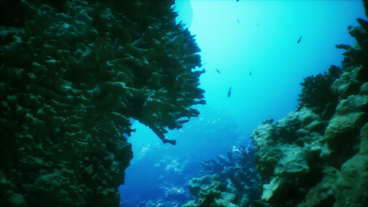 explorando un vibrante arrecife de coral submarino