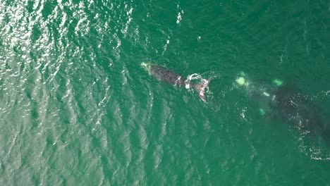 Aerial-view-of-Southern-Right-Whale-and-newborn-calf-in-False-Bay-at-Fish-Hoek,-South-Africa