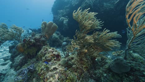 cozumel.reef y corales. méxico. video bajo el agua