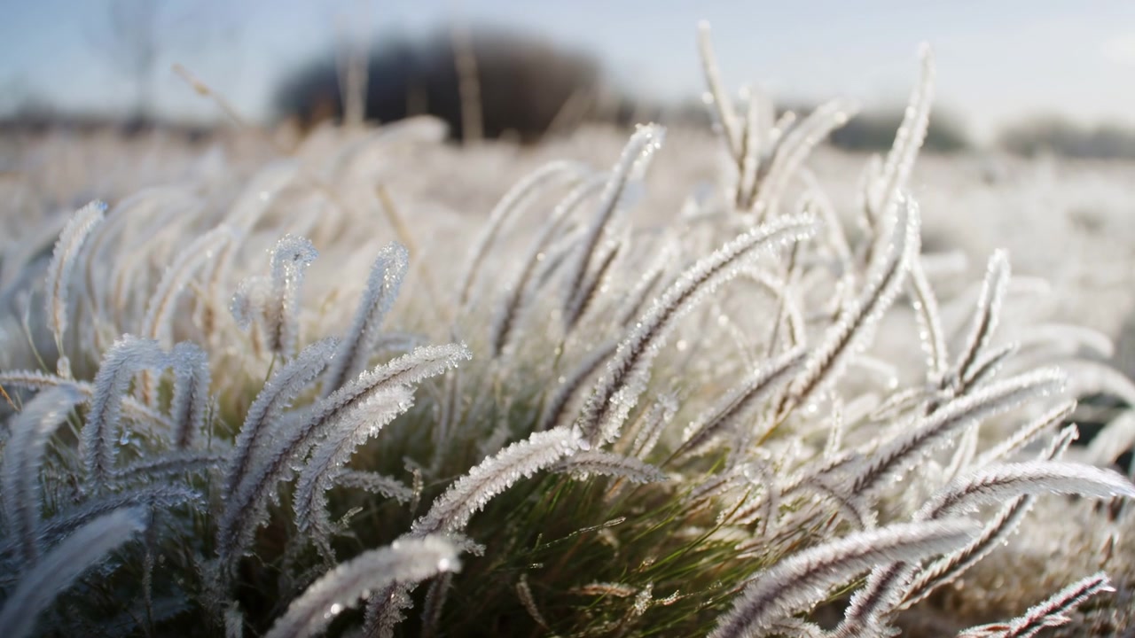 Cristalli di ghiaccio illuminati dal sole ricoprono lame curve e capolini coperti di brina, mentre un leggero movimento laterale sposta la messa a fuoco tra gli steli in primo piano, con la pallida vegetazione invernale dolcemente sfocata sullo sfondo