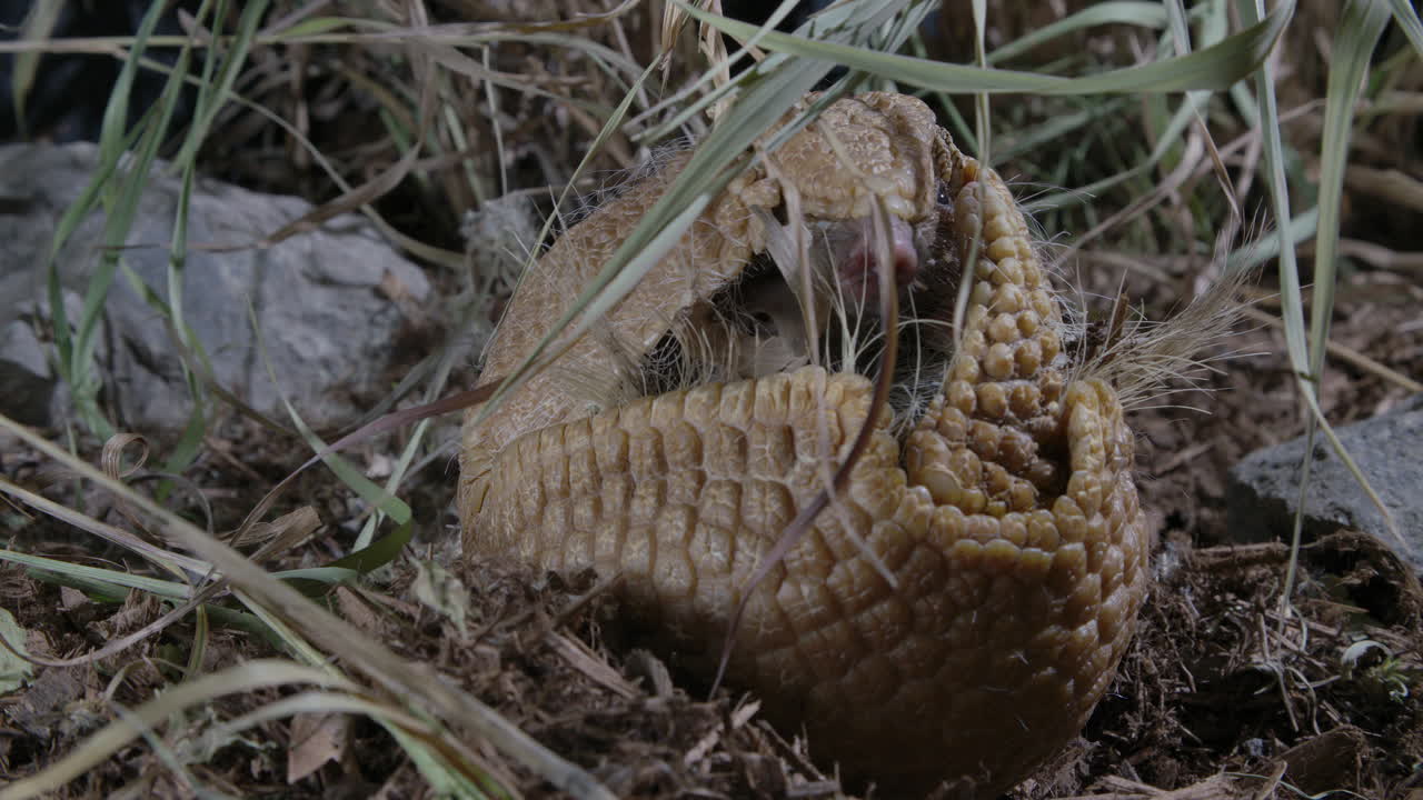 Rolled up armadillo eating on his back using his defence mechanism