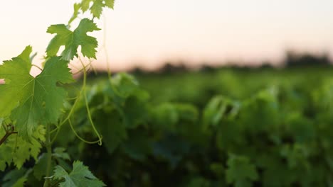 grapevines at sunset in a french vineyard