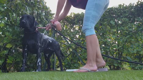 Squatting-blonde-woman-wash-dog-in-house-garden