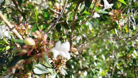 slow motion moving through and past small white flower bush while bees are flying around with bright green leaves.
