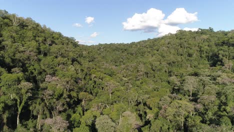 una vista de pájaro de la selva tropical de misiones en argentina, capturando el exuberante dosel verde y la belleza natural de este vibrante y biodiverso ecosistema