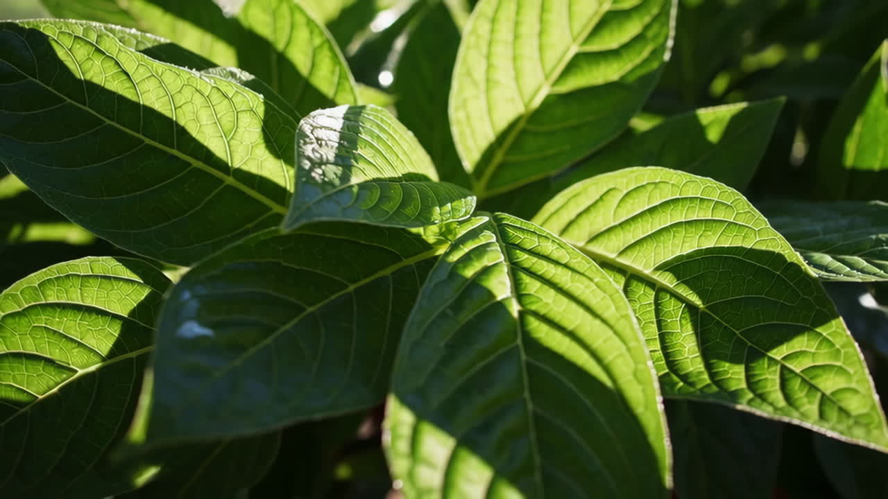 primer plano de hojas verdes a la luz del sol