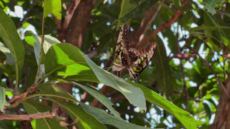 Un-Par-De-Mariposas-Arrendajo-De-Cola-Apareándose-Posadas-En-Las-Hojas