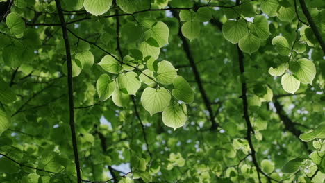 Backlit-leaves-of-a-lime-tree-in-slow-motion