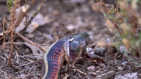 Serpiente-De-Liga-Que-Intenta-Tragar-A-Su-Presa