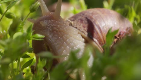 Closeup-Of-A-Snail-Emerging-From-Its-Shell-On-Green-Grass