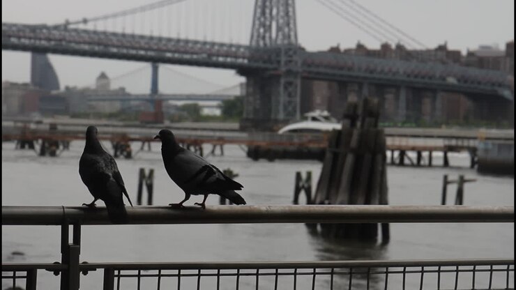 Pigeons on a waterfront railing with a city bridge in the background
