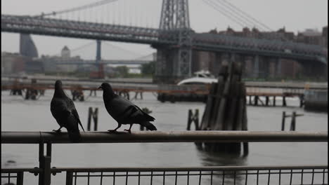 pigeons on a waterfront railing with a city bridge in the background