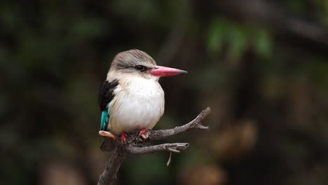 La-Especie-De-Pájaro-Martín-Pescador-De-Capucha-Marrón-En-El-África-Subsahariana.