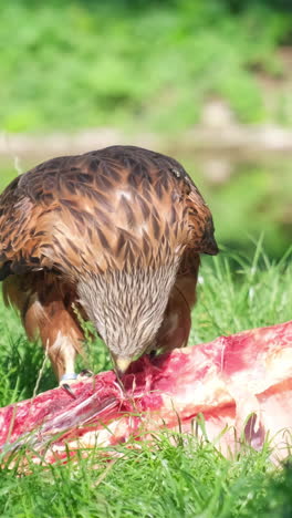 red kite eating meat
