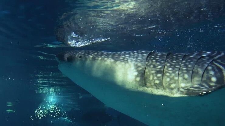 Whale shark swimming in a large aquarium