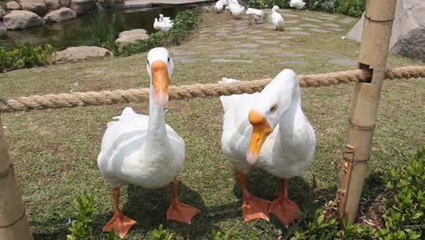 white swans that live and forage near the lake