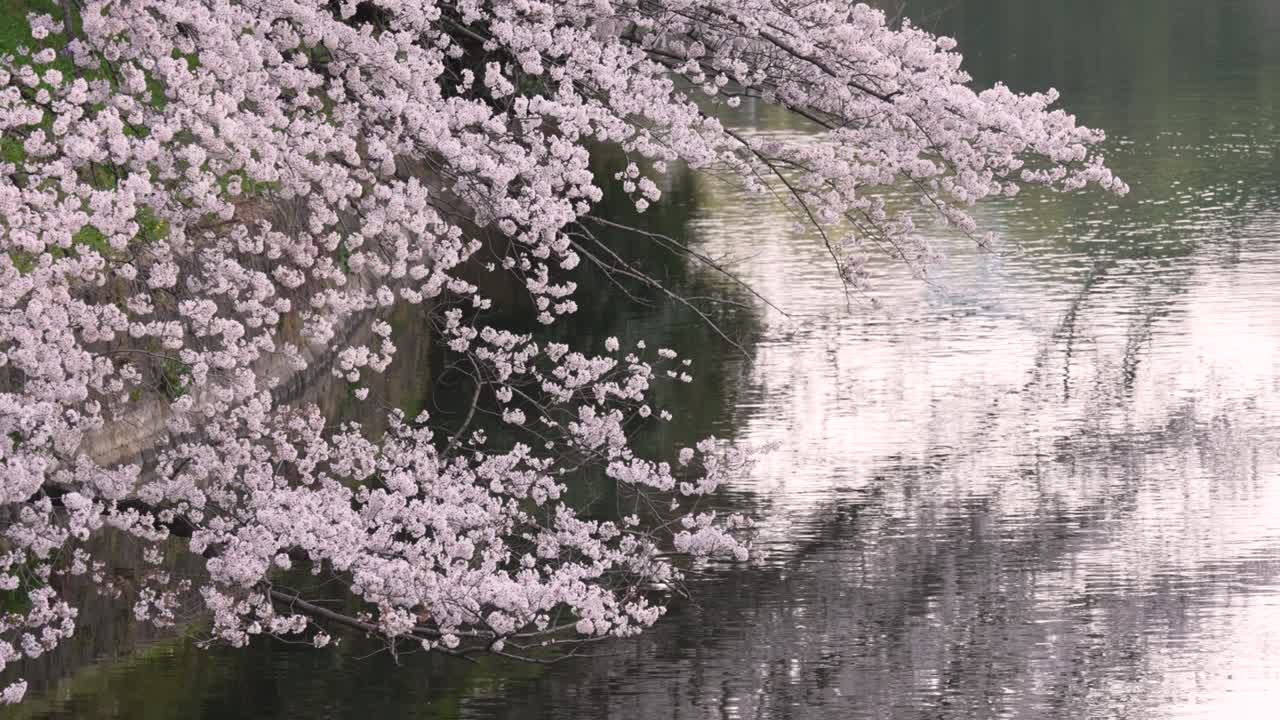 Ciliegi in piena fioritura vicino all'acqua