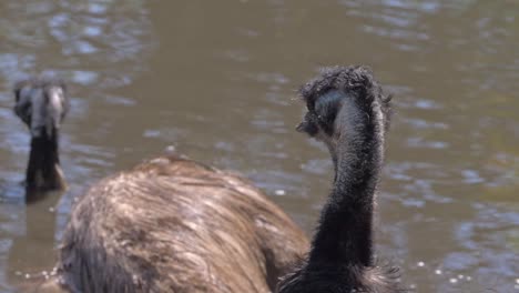 Close-Up-Of-Emus-Bathing-Or-Swimming-In-The-Pond