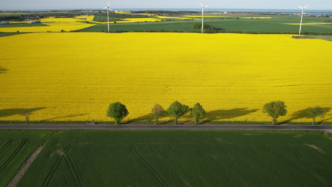 Aerial View of Rapeseed Field with Wind Turbines