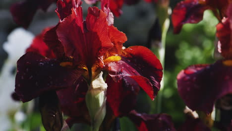 Grateful-red-tall-bearded-irises-with-blossoming-petals-in-sunlight