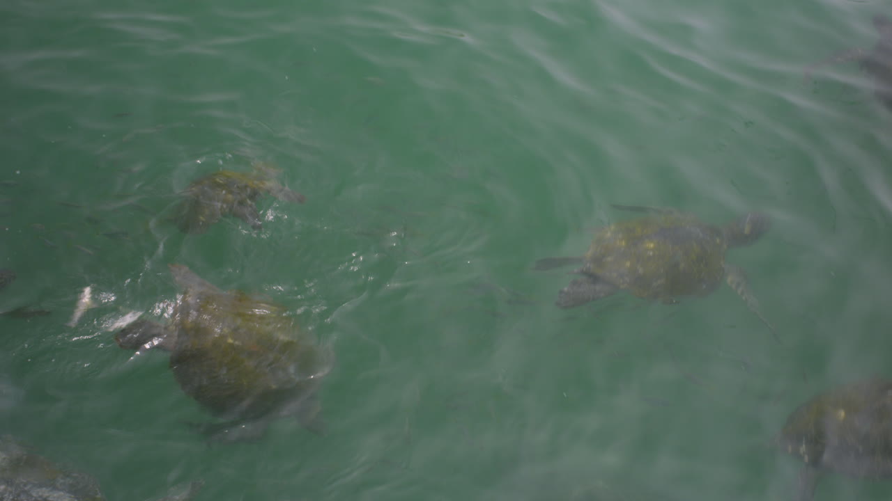 General shot, turtles on the beach of Mancora Peru.