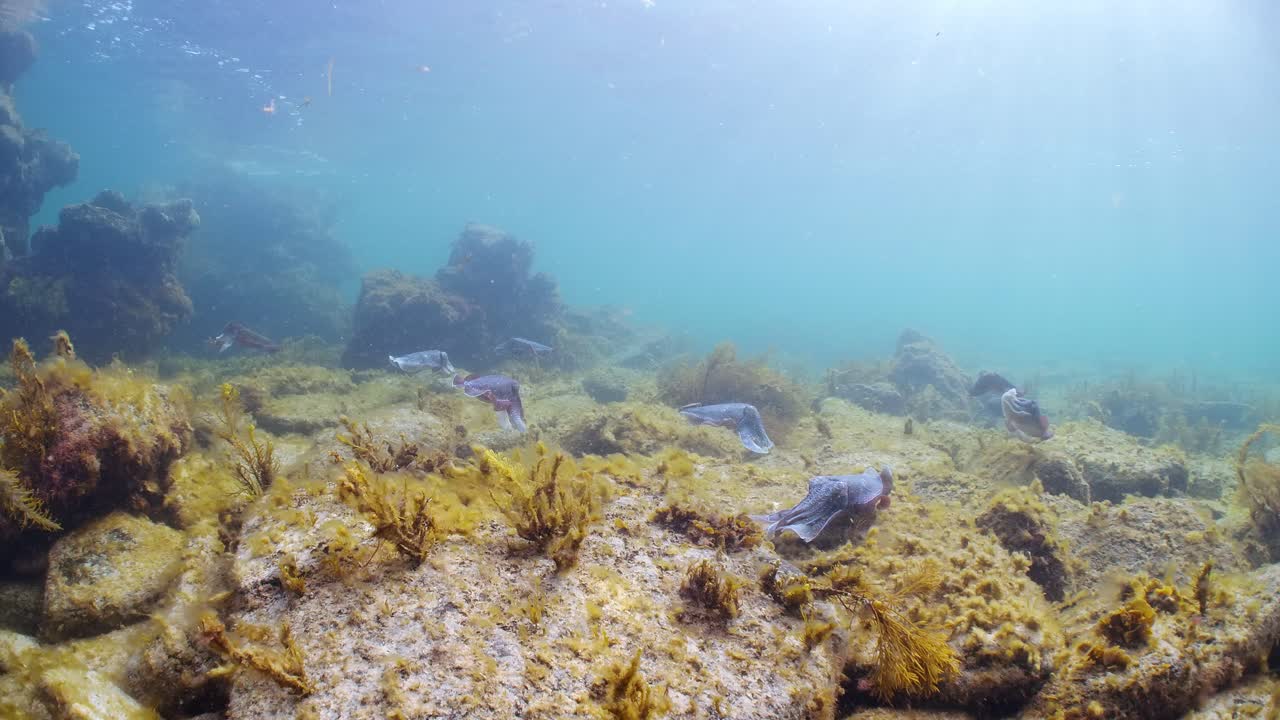Seppia gigante australiana Sepia apama: migrazione a Whyalla, Australia Meridionale. Slow motion 4K, accoppiamento, deposizione delle uova, combattimento, aggregazione, sott'acqua.