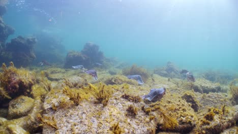 Riesige-Australische-Tintenfische-Sepia-Apama-Migration-Whyalla-Südaustralien-4k-Zeitlupe,-Paarung,-Eier-Legen,-Kämpfen,-Aggregation,-Unter-Wasser