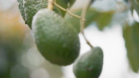 disparo de bajo ángulo de un racimo de aguacates orgánicos colgando de un árbol tropical verde