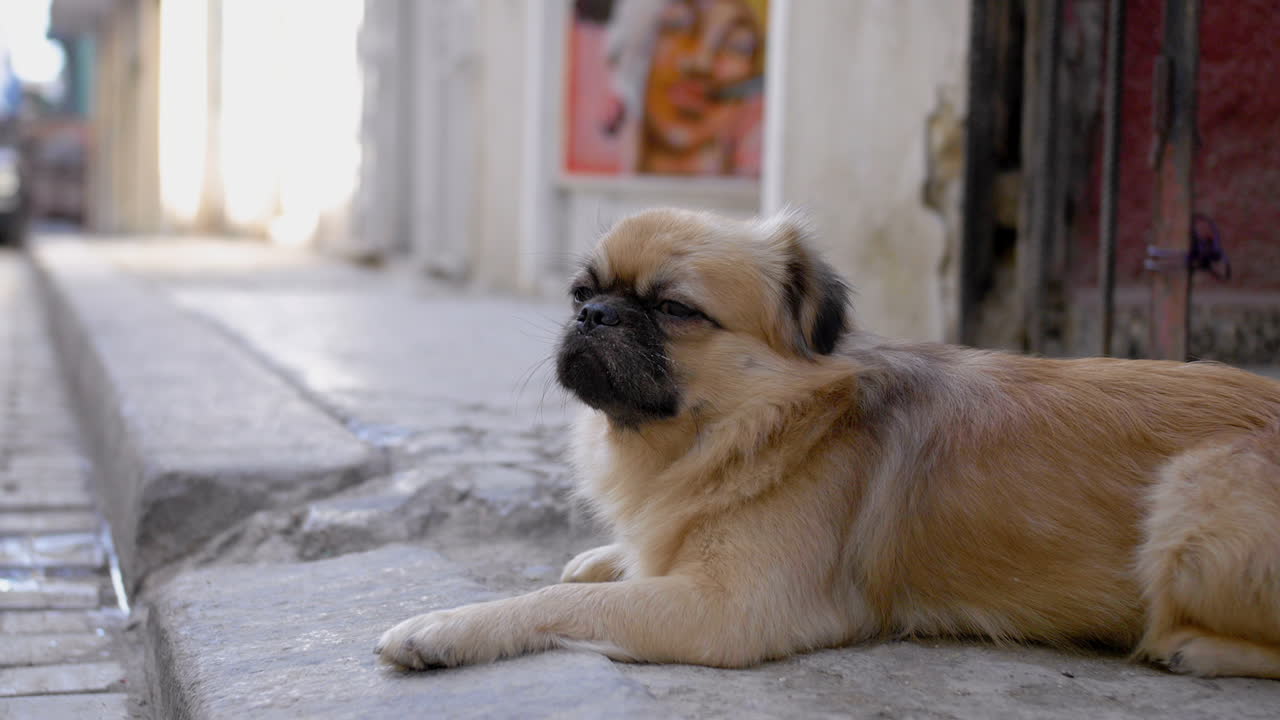 pequeño perro callejero tirado en la calle en cuba, 4k